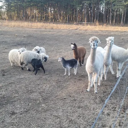 Vakantieboerderij 4osobowy Swornegacie